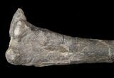 Dryosaurus Tibia - Bone Cabin Quarry, Wyoming #14726-3